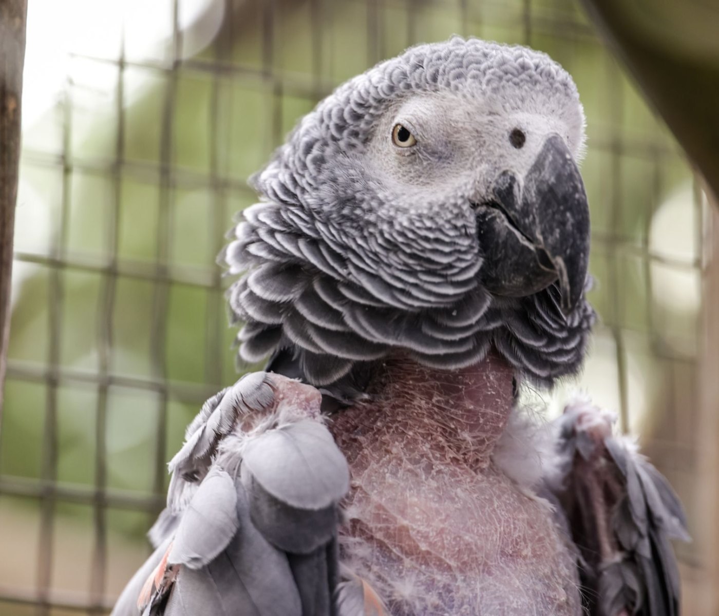 Vogelkrankheiten erkennen und behandeln – Leitfaden 1 Vogelkrankheiten erkennen und behandeln – Leitfaden