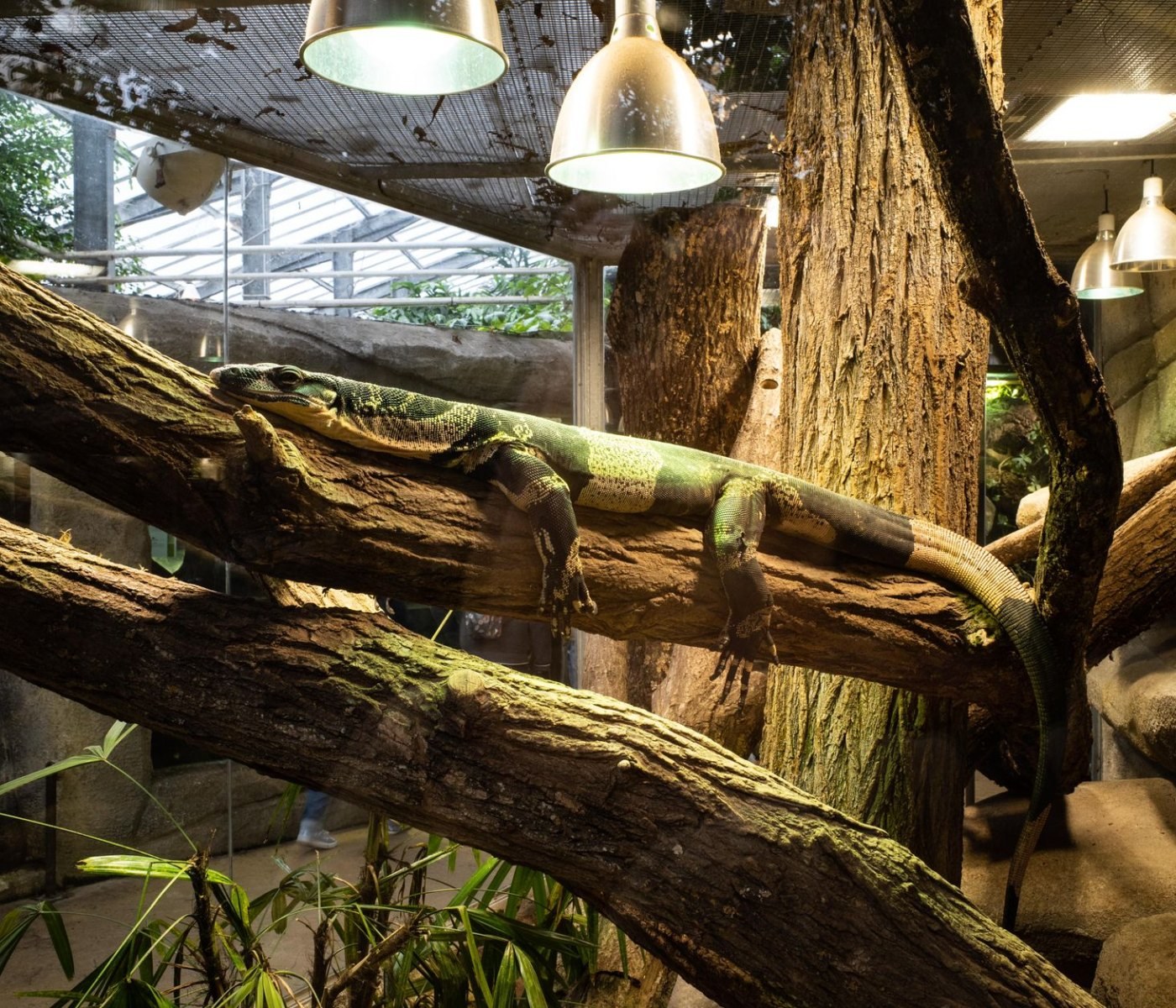 Terrarium Beleuchtung UVB Lampen: Kaufratgeber 1 Terrarium Beleuchtung UVB Lampen: Kaufratgeber