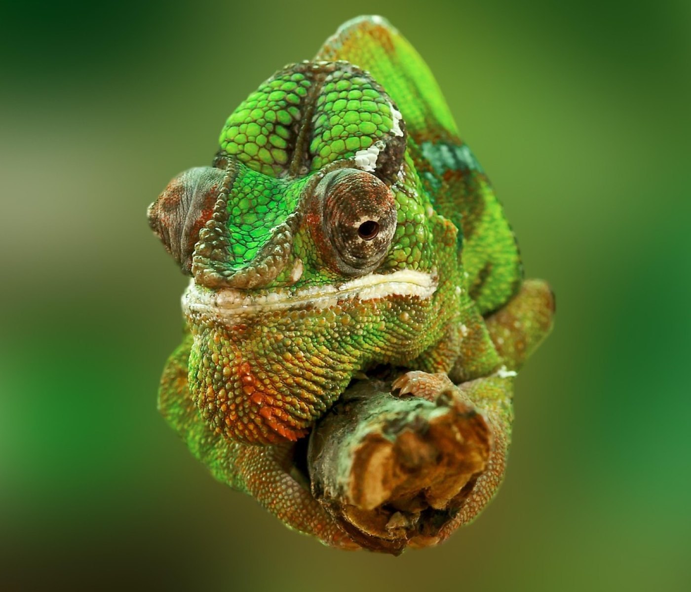 Terrarium Lüftung richtig planen: Der komplette Schritt-für-Schritt-Guide für ein gesundes Klima 1 Terrarium Lüftung richtig planen: Der komplette Schritt-für-Schritt-Guide für ein gesundes Klima