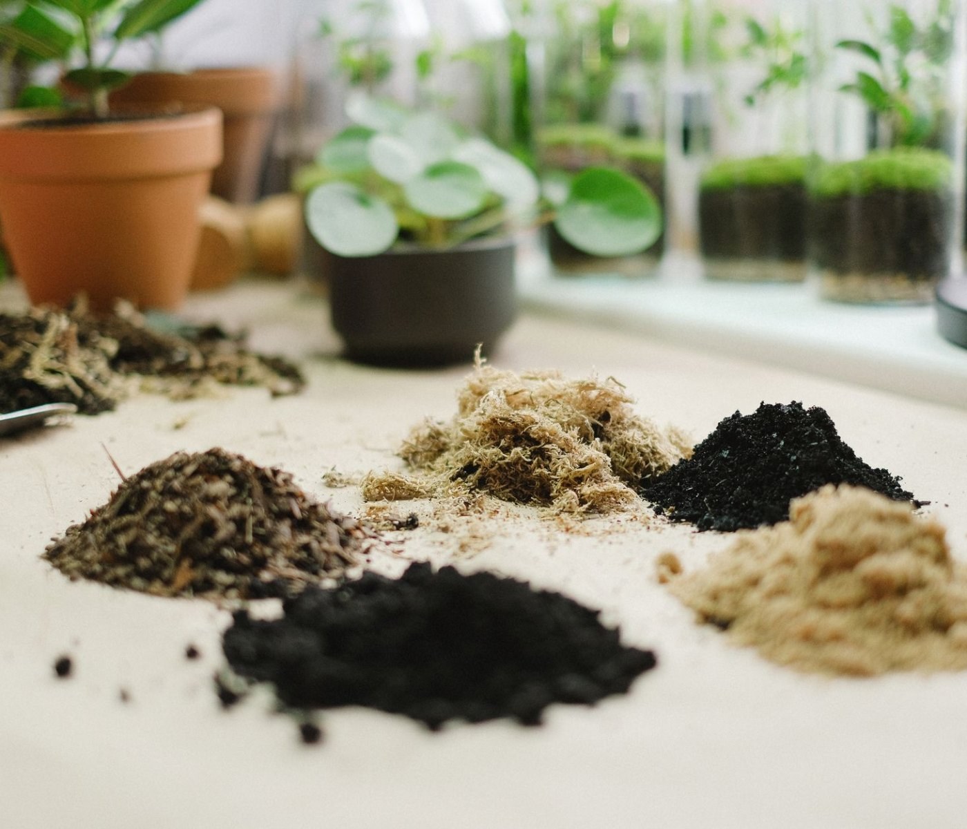 Terrarium-Pflanzen für Anfänger: 10 robuste Arten 1 Terrarium-Pflanzen für Anfänger: 10 robuste Arten