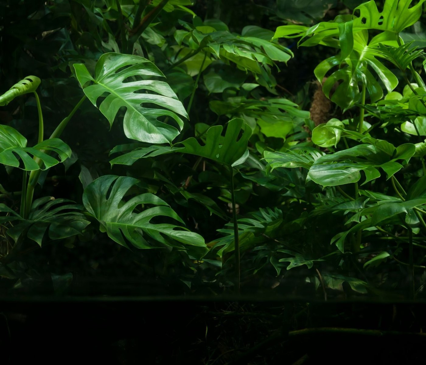 Terrarienpflanzen für Reptilien: Die 10 besten 1 Terrarienpflanzen für Reptilien: Die 10 besten