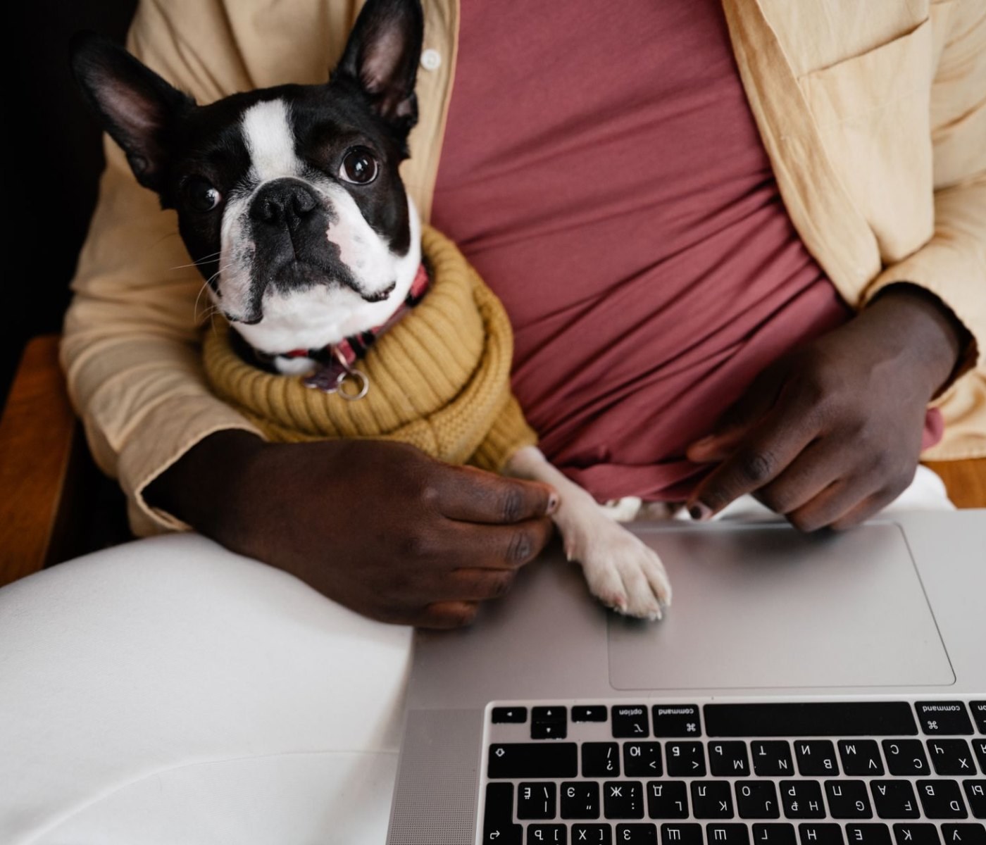 Online-Kurse für Tierpflege: Weiterbildung für Hobby und Beruf 1 Online-Kurse für Tierpflege: Weiterbildung für Hobby und Beruf
