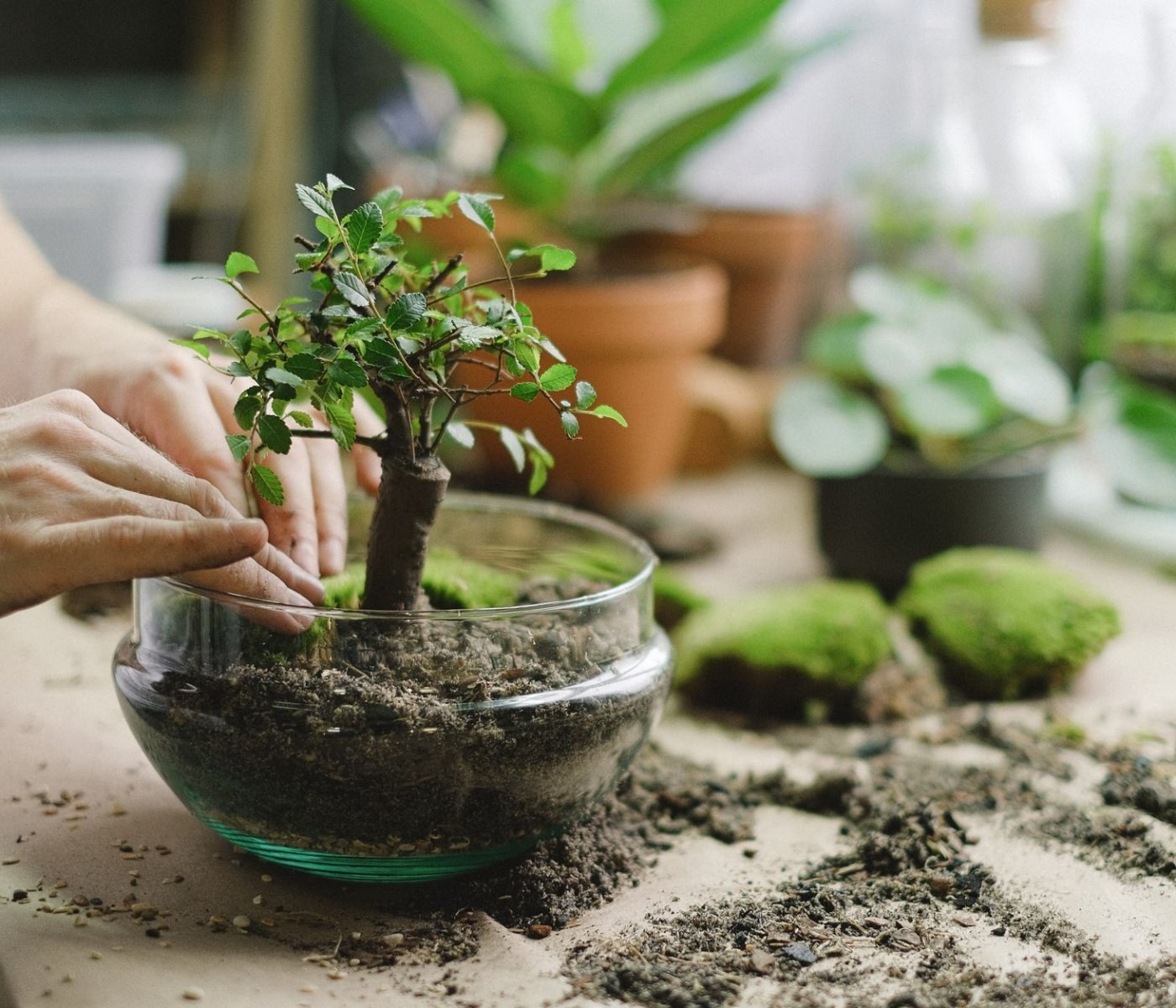 Terrarienpflanzen pflegen: Düngen, Umtopfen & Schädlingsbekämpfung 1 Terrarienpflanzen pflegen: Düngen, Umtopfen & Schädlingsbekämpfung