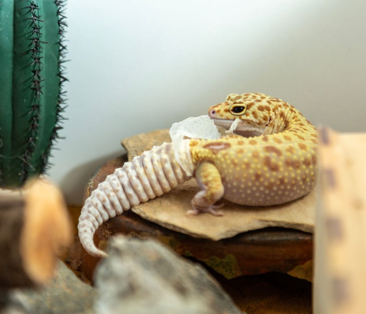 Terrarium-Rückwand aus Korkplatten verarbeiten 1 Terrarium-Rückwand aus Korkplatten verarbeiten