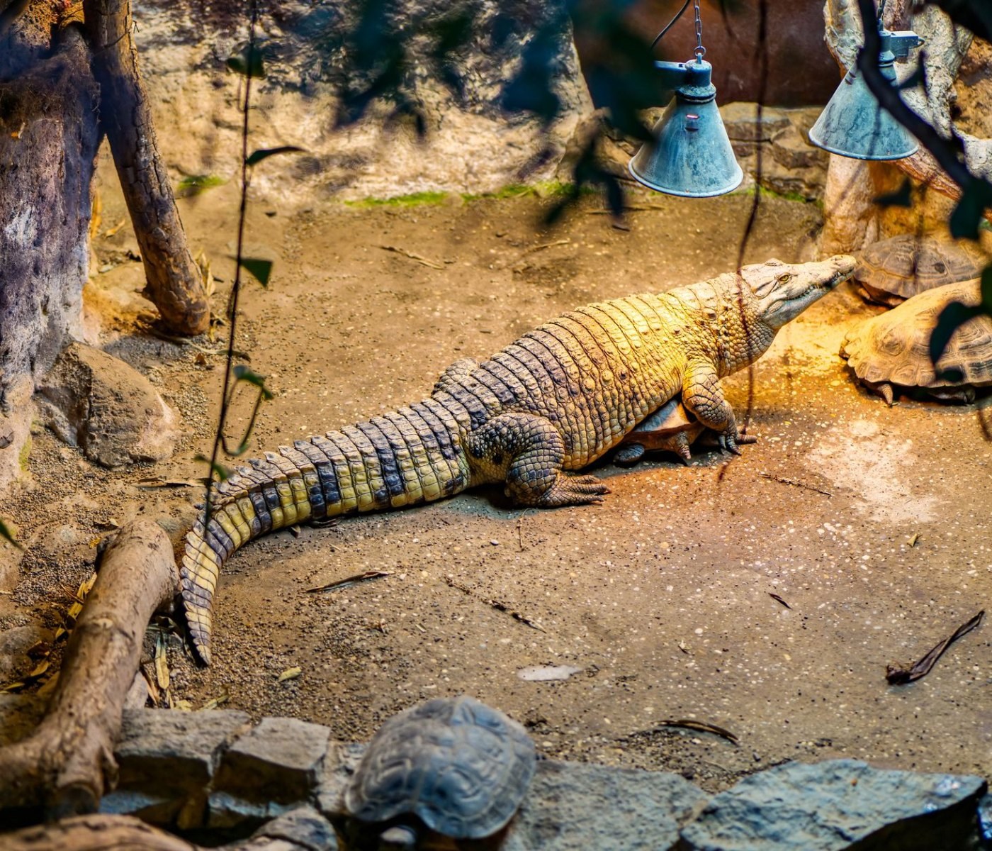 Wasserversorgung für Reptilien im Terrarium 1 Wasserversorgung für Reptilien im Terrarium