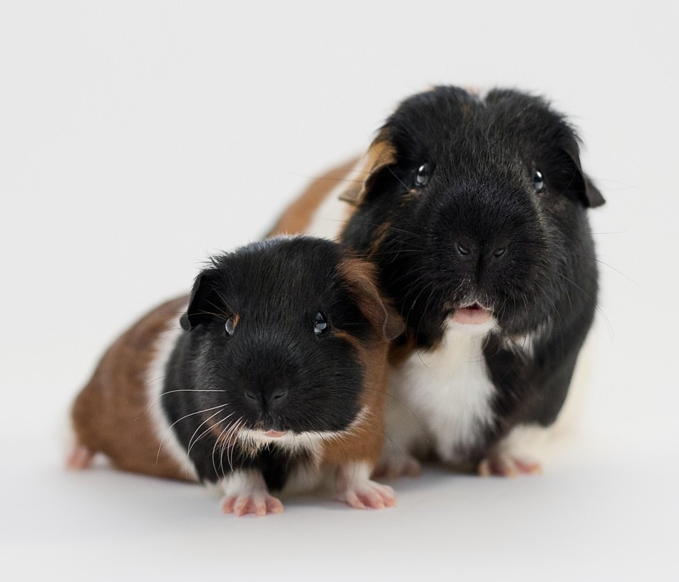 Artgerechte Beschäftigung für Meerschweinchen: die 10 besten Ideen 1 Artgerechte Beschäftigung für Meerschweinchen: die 10 besten Ideen