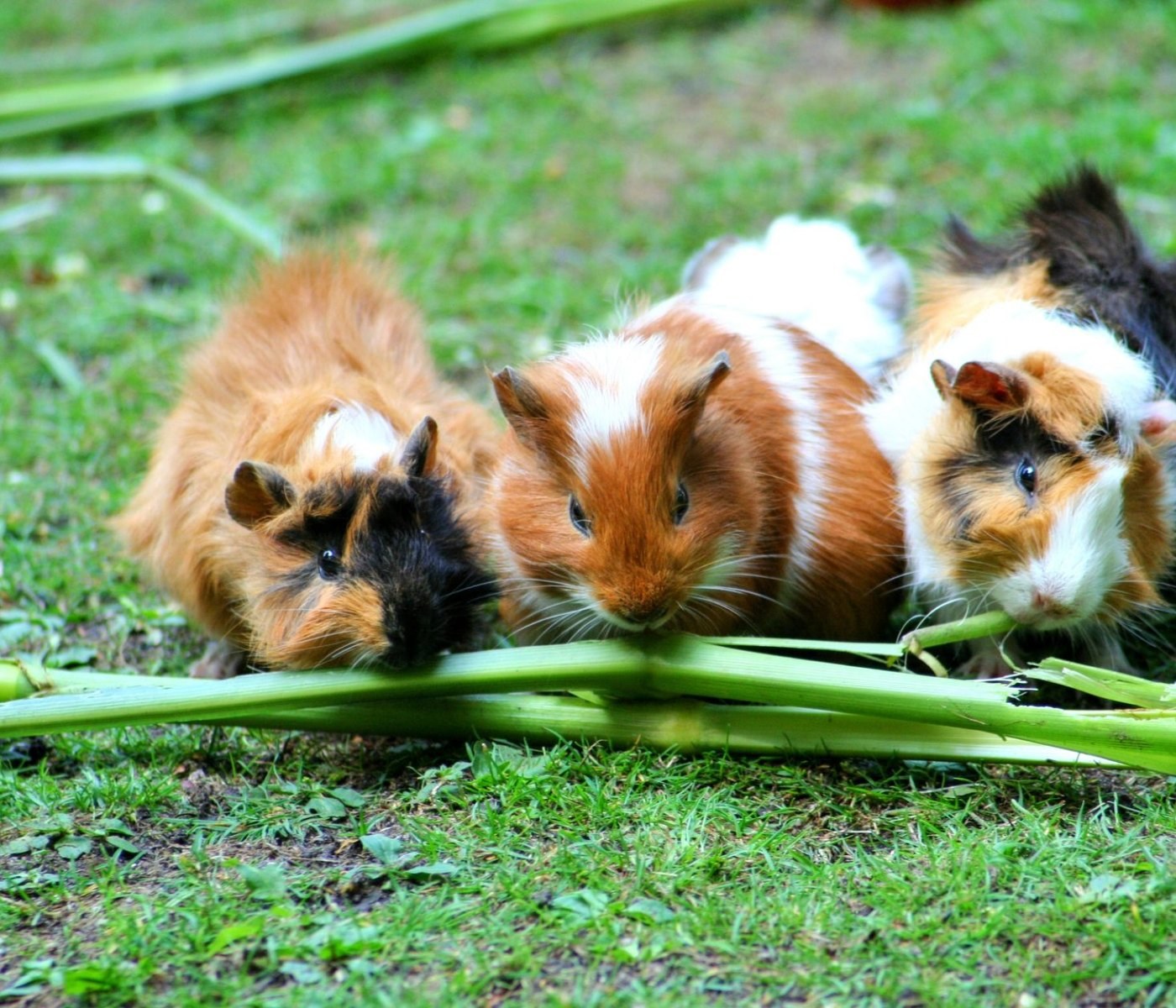 Artgerechte Ernährung für Meerschweinchen 1 Artgerechte Ernährung für Meerschweinchen
