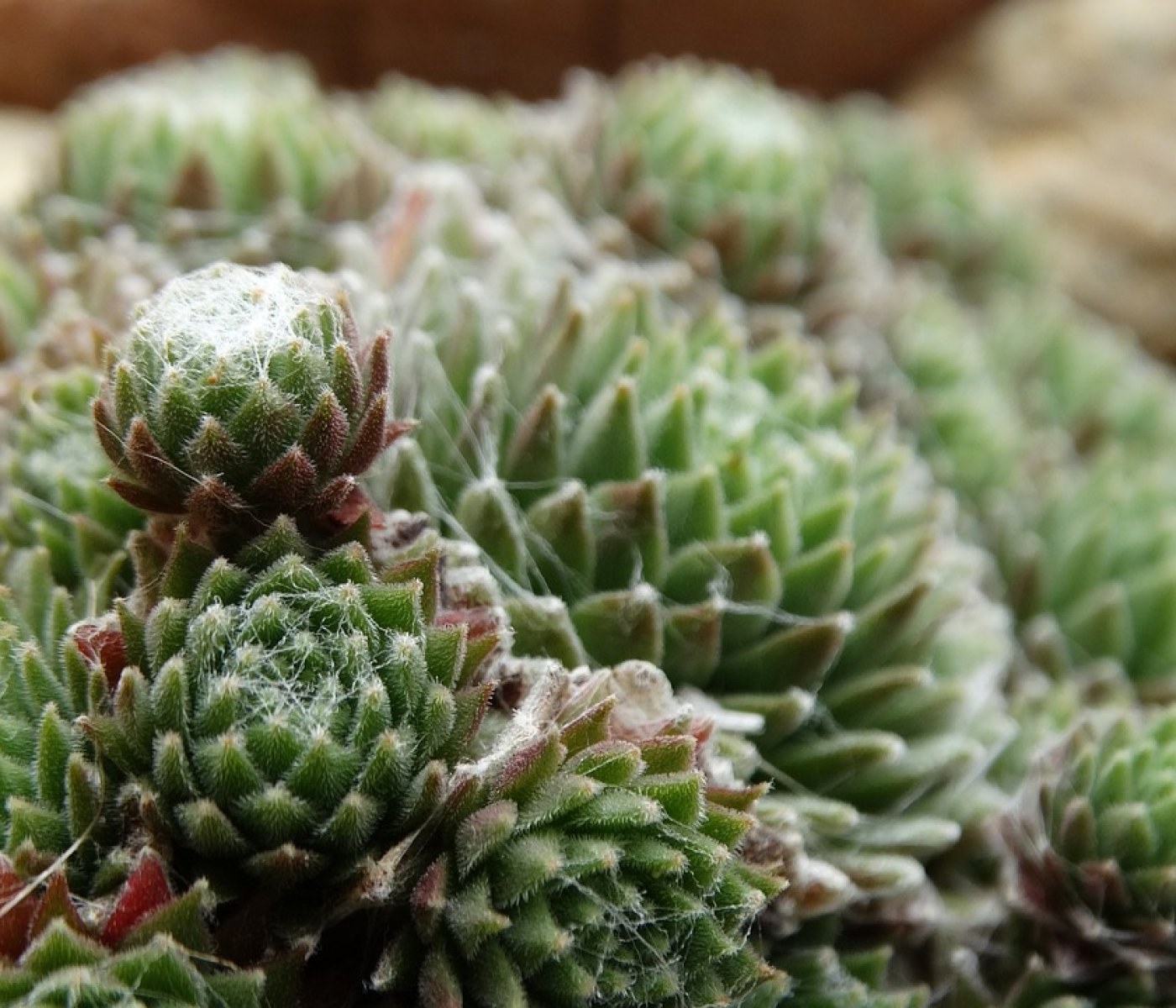 Terrarium Pflanzen für Wüstenklima: die 10 besten Arten 1 Terrarium Pflanzen für Wüstenklima: die 10 besten Arten